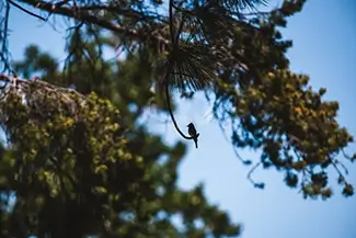 Ed Zberg Sugar Pine Point State Park Silhouette of Bird, Tahoma, California