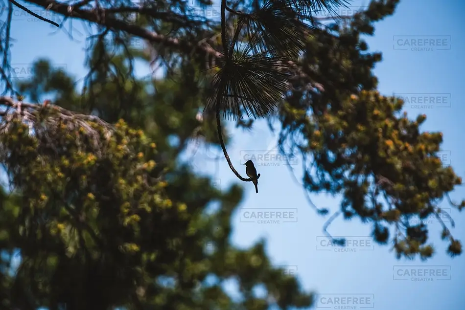 Ed Zberg Sugar Pine Point State Park Silhouette of Bird, Tahoma, California · United States