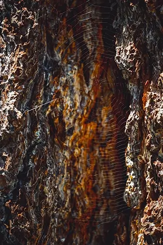 Ed Zberg Sugar Pine Point State Park Tree Bark and Spider Web, Tahoma, California