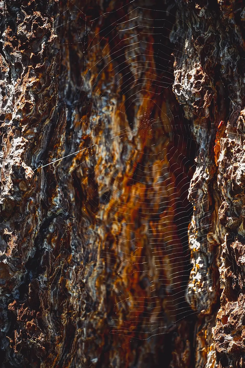 Ed Zberg Sugar Pine Point State Park Tree Bark and Spider Web, Tahoma, California · United States