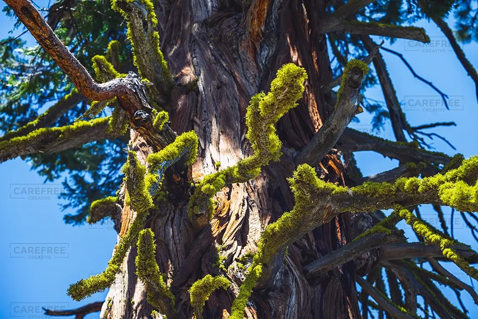 Ed Zberg Sugar Pine Point State Park Mossy Tree Bark, Tahoma, California · United States