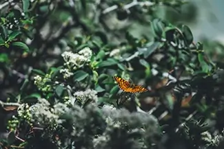 Ed Z berg Sugar Pine Point State Park Butterfly on Blooming Flower, Tahoma, California