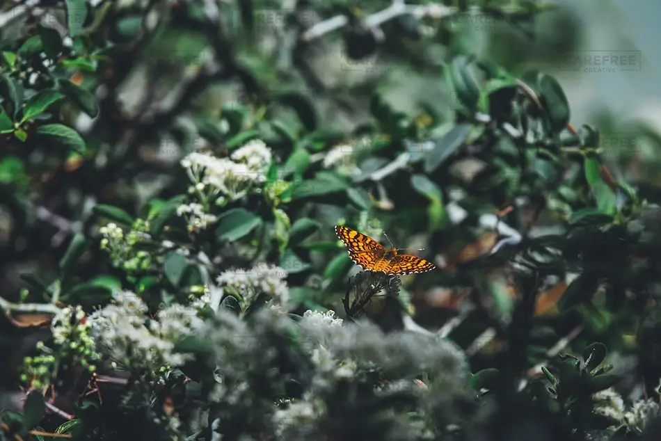 Ed Z berg Sugar Pine Point State Park Butterfly on Blooming Flower, Tahoma, California · United States
