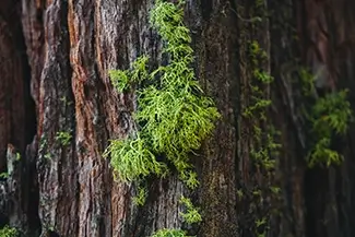Ed Zberg Sugar Pine Point State Park Lichen on Bark, Tahoma, California