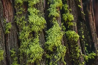 Ed Zberg Sugar Pine Point State Park Lichen On Tree Bark, Tahoma, California