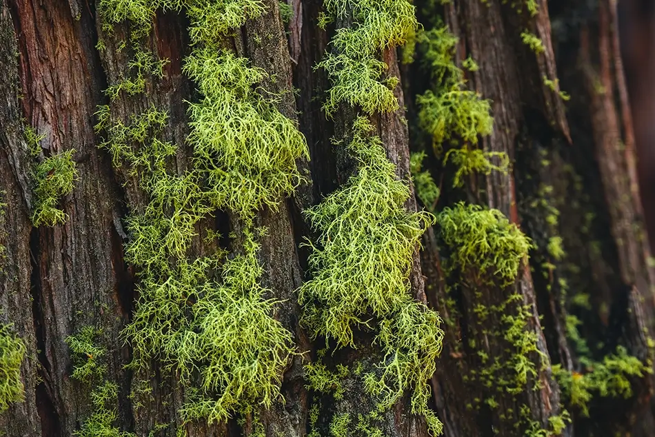 Ed Zberg Sugar Pine Point State Park Lichen On Tree Bark, Tahoma, California · United States