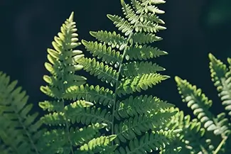 Ed Zberg Sugar Pine Point State Park Green Fern Leaves, Tahoma, California