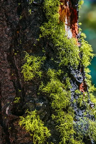 Ed Zberg Sugar Pine Point State Park Lush Green Lichens on Tree Bark, Tahoma, California