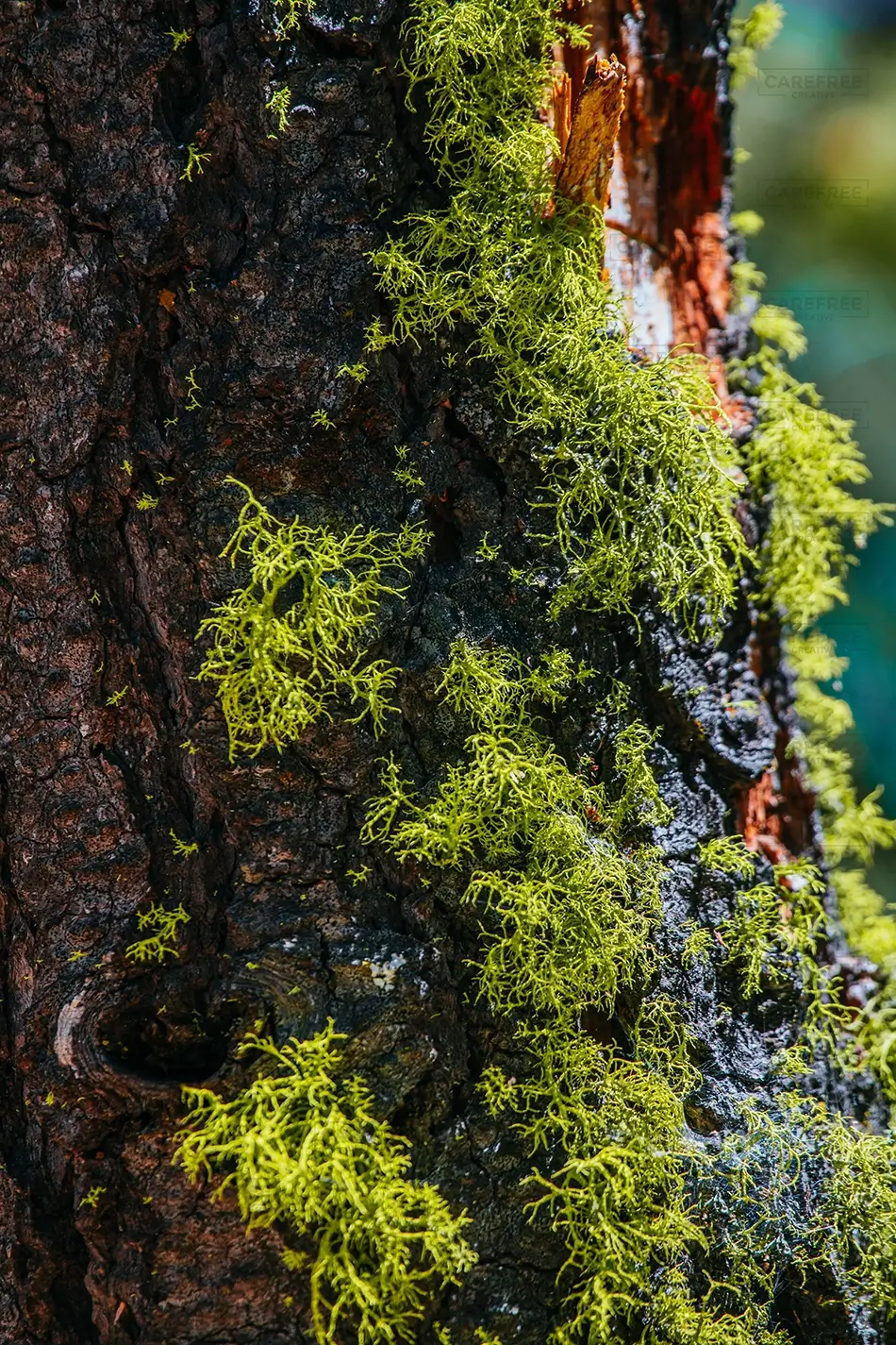 Ed Zberg Sugar Pine Point State Park Lush Green Lichens on Tree Bark, Tahoma, California · United States