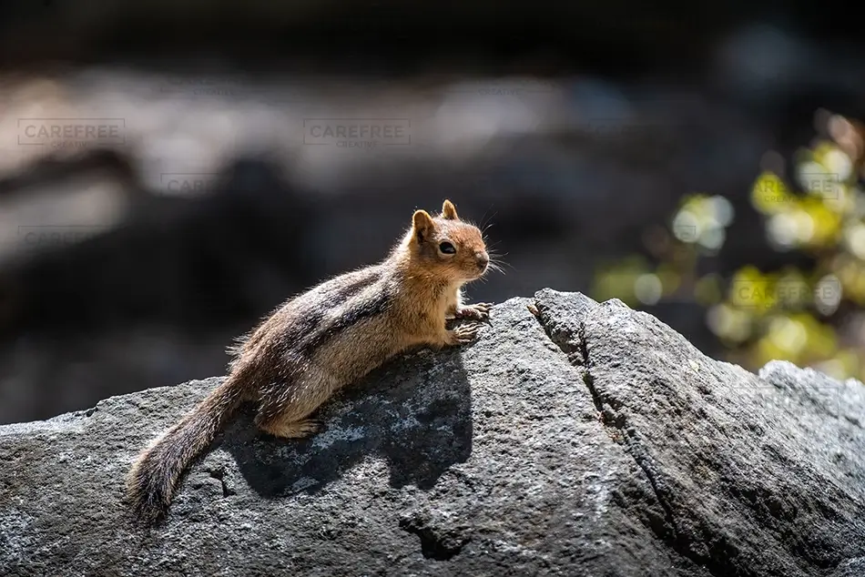 Lake Tahoe Emerald Bay State Park Chipmunk, South Lake Tahoe, California · United States