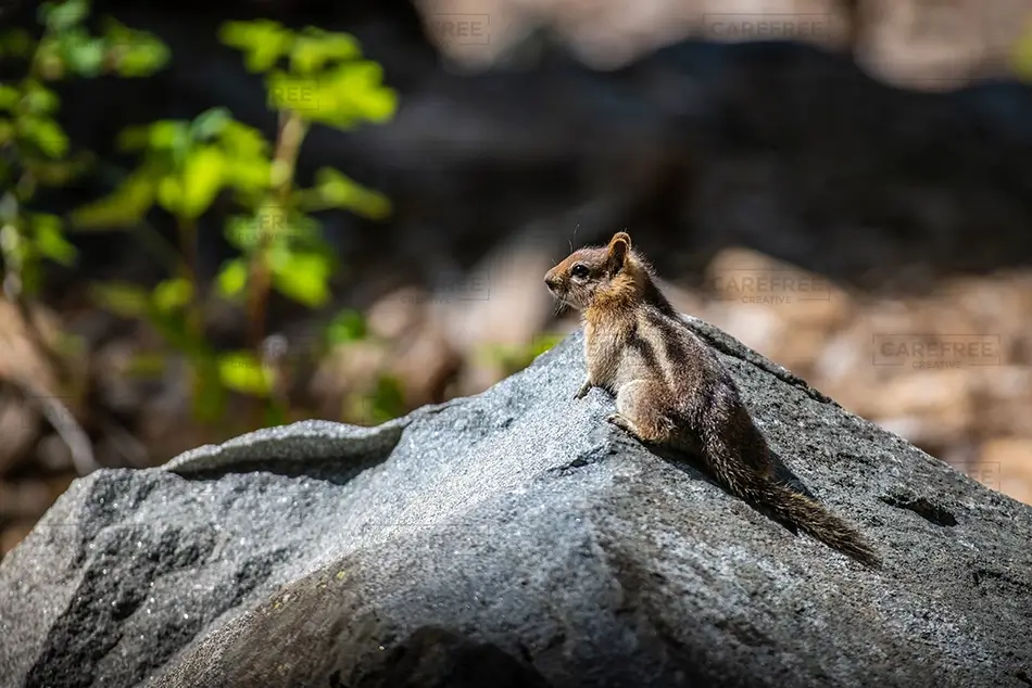 Lake Tahoe Emerald Bay State Park Chipmunk on Rock, South Lake Tahoe, California · United States