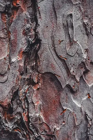 Emmons Preserve Aged Bark with Rustic Patterns, Kennebunkport, Maine