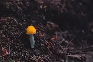 Enders State Forest Lone Yellow Patches Mushroom, Granby, Connecticut