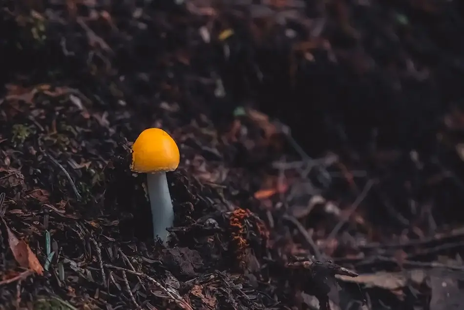 Enders State Forest Lone Yellow Patches Mushroom, Granby, Connecticut · United States
