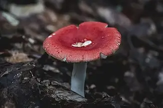 Enders State Forest Ruby Cap Russula Emetica, Granby, Connecticut