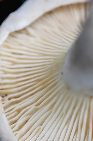 Enders State Forest Mushroom Cap Textures, Granby, Connecticut