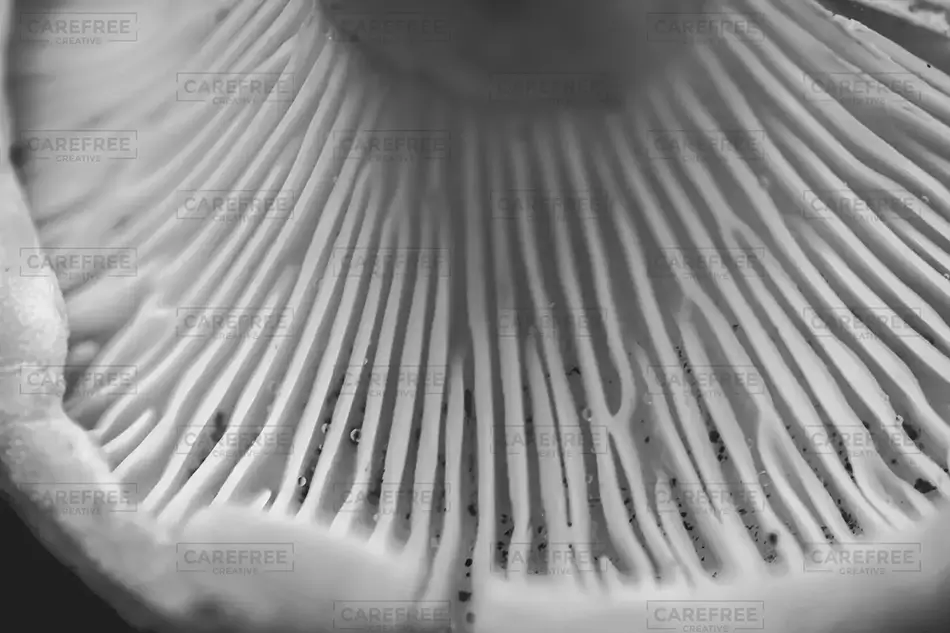 Enders State Forest Delicate Mushroom Gills, Granby, Connecticut · United States