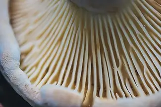 Enders State Forest Gills Textured View, Granby, Connecticut