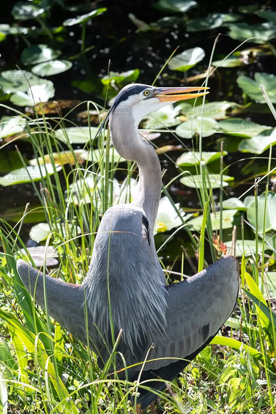 Everglades National Park Great Blue Heron’s Lakeside Vigil, Florida · United States