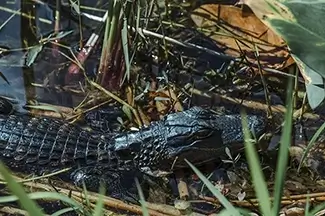 Everglades National Park American Alligator, Florida