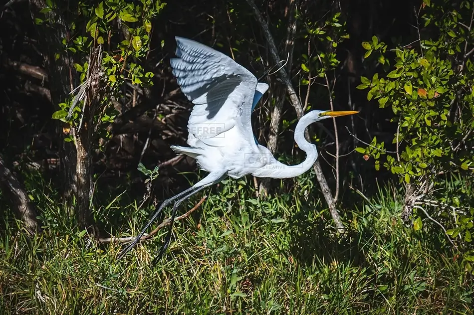 Everglades National Park Great Egret Flying, Florida · United States
