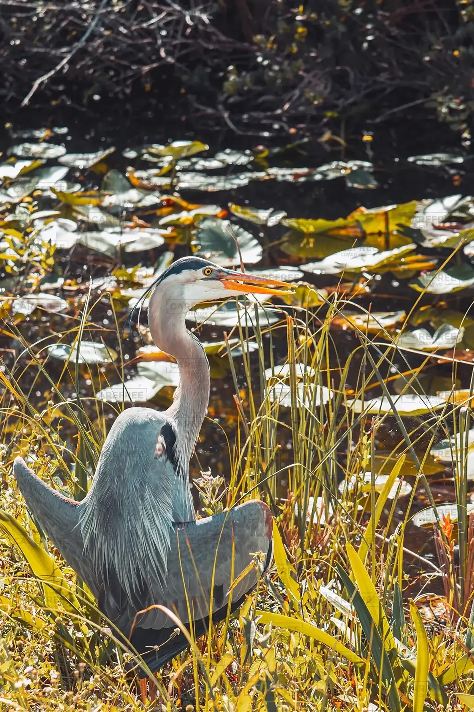 Everglades National Park Great Blue Heron, Florida · United States