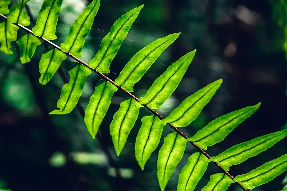 Everglades National Park Verdant Ferns in Dappled Light, Florida · United States