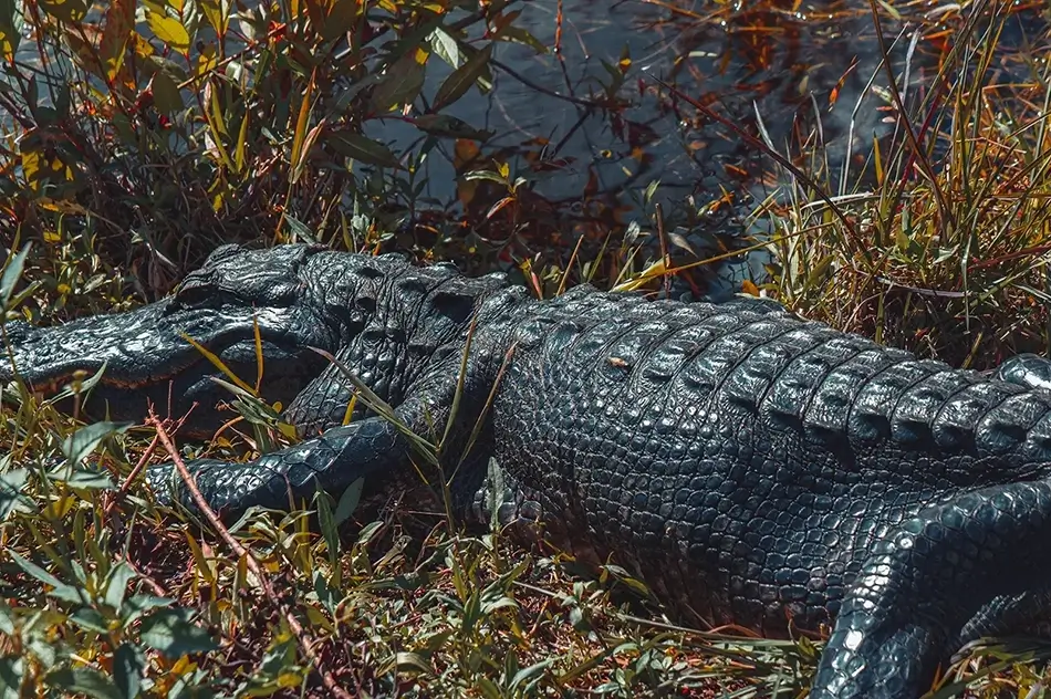 Everglades National Park Sunbathed Alligator on Marshland, Florida · United States