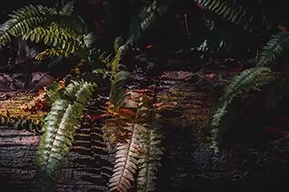 Everglades National Park Shadowed Ferns on Forest Floor, Florida
