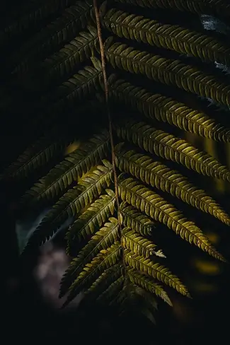 Patterns