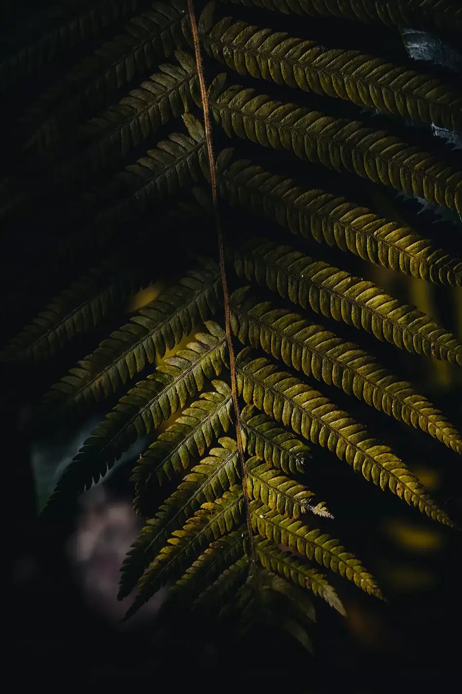 Everglades National Park Enigmatic Ferns in Shadow, Florida · United States