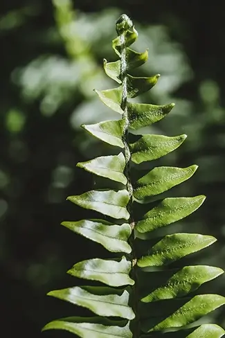 Everglades National Park Fern Frond in Sharp Relief, Florida