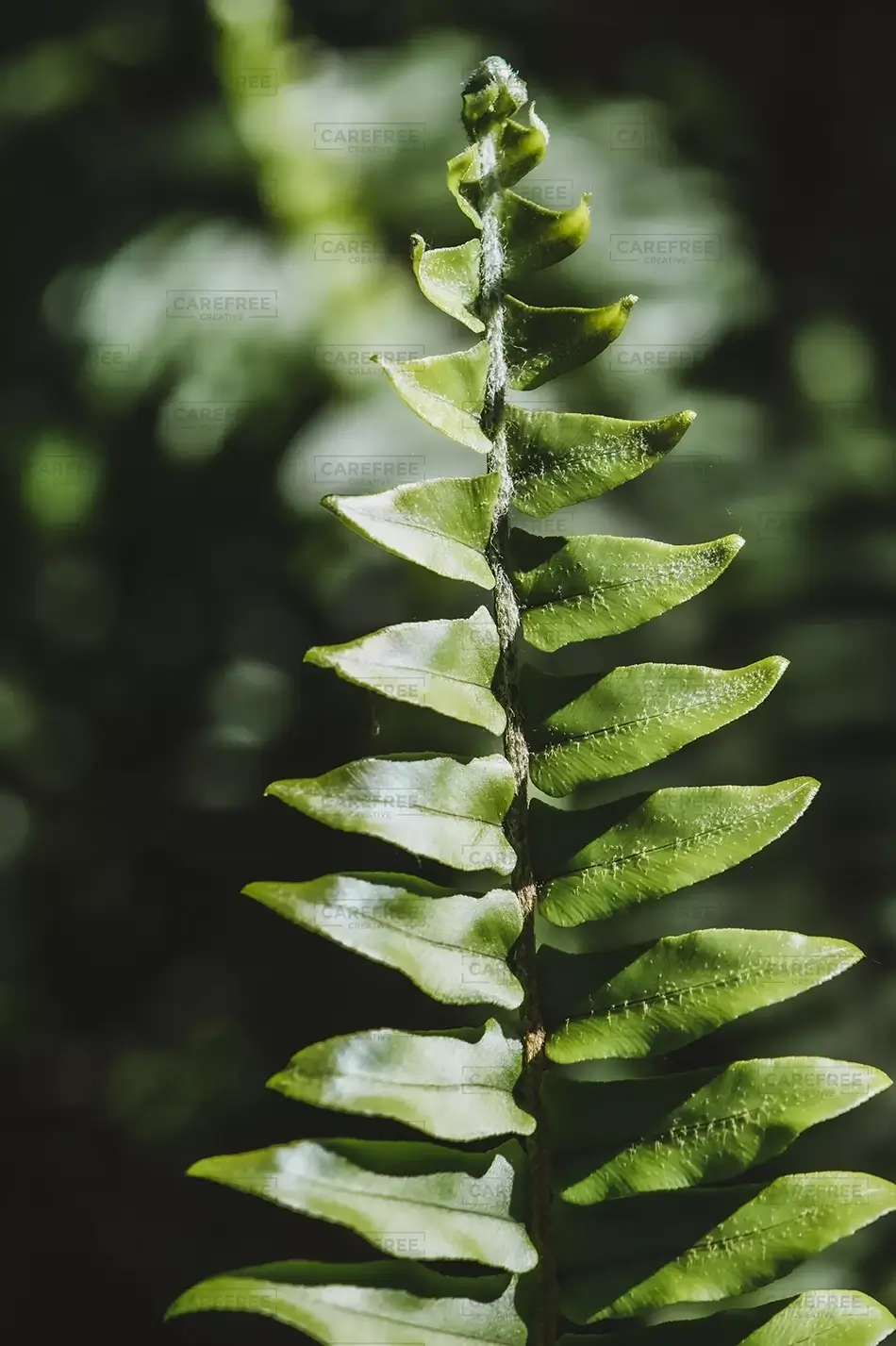 Everglades National Park Fern Frond in Sharp Relief, Florida · United States