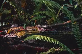 Everglades National Park Ferns Over Log in Dappled Sunlight, Florida