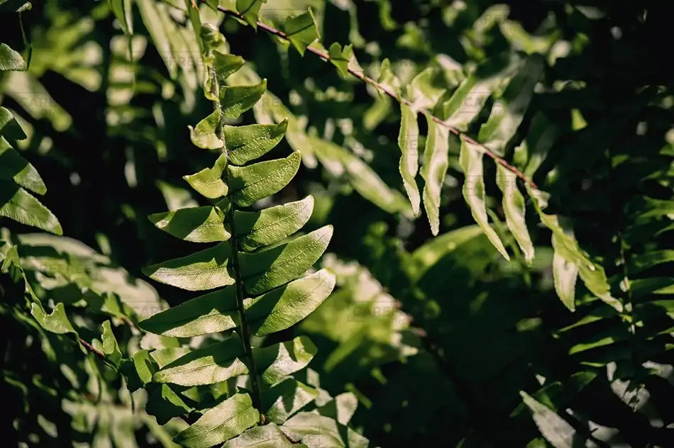 Everglades National Park Sturdy Green Fern Profile, Florida · United States