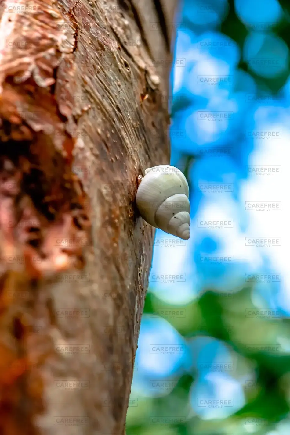 Everglades National Park Tree Bark with Resting Snail, Florida · United States
