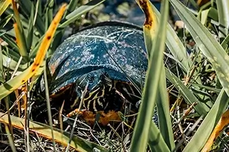 Shy Eastern Painted Turtle Among the Reeds, Florida