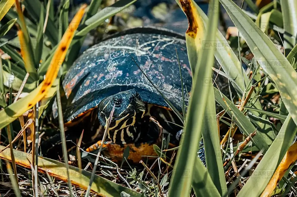 Shy Eastern Painted Turtle Among the Reeds, Florida · United States