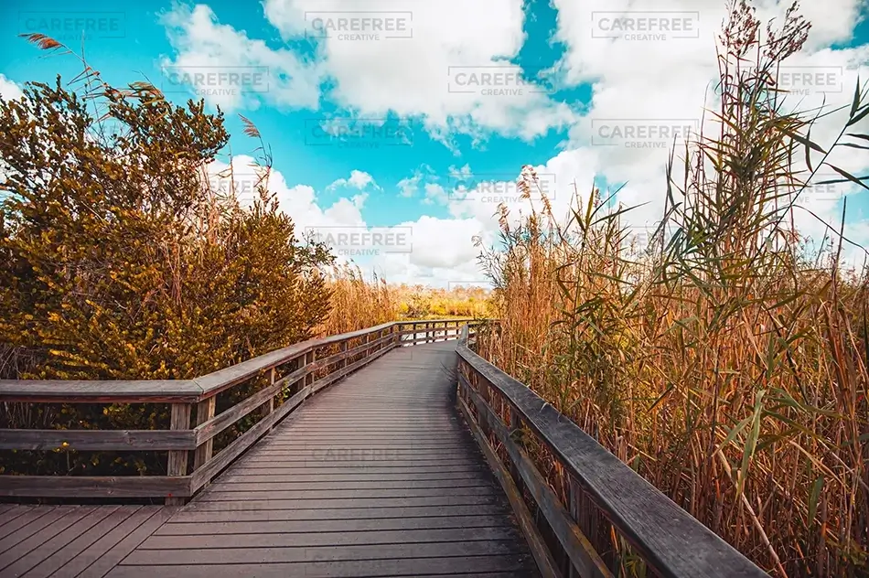 Everglades National Park Tranquil Wooden Pathway Through Reeds, Florida · United States
