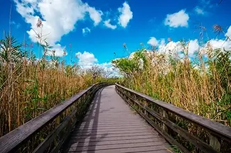 Everglades National Park Sunny Boardwalk Among Tall Grasses, Florida
