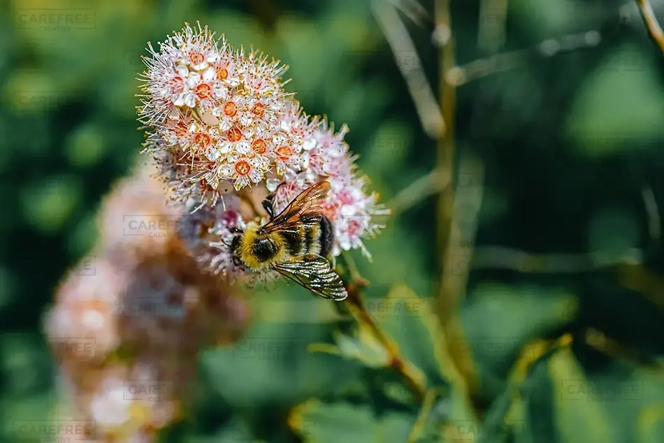 Fort McClary State Historic Site Bumble Bee Gathering Nectar on a Spearmint Flower, Kittery, Maine · United States