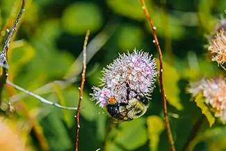 Fort McClary State Historic Site Bumble Bee Pollinating Spearmint, Kittery, Maine