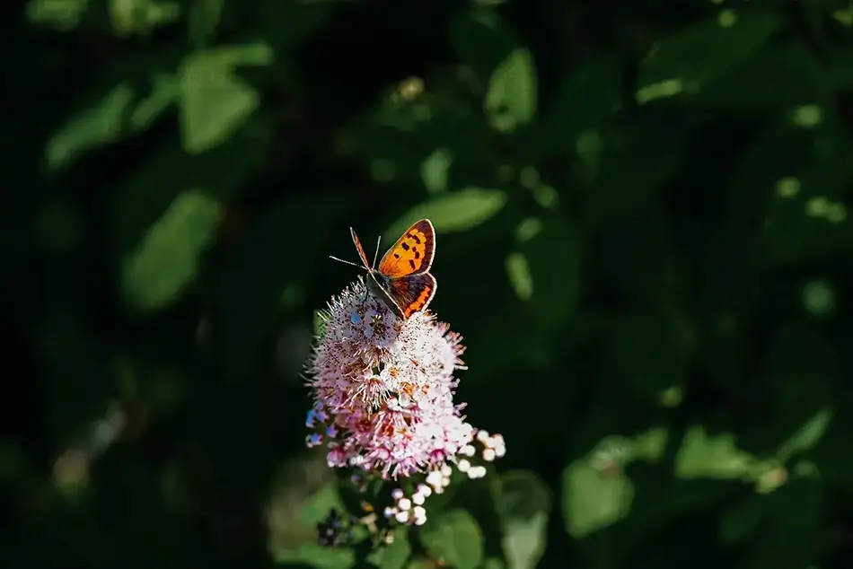 Fort McClary State Historic Site Small Copper Butterfly on A Spearmint Flower, Kittery, Maine · United States