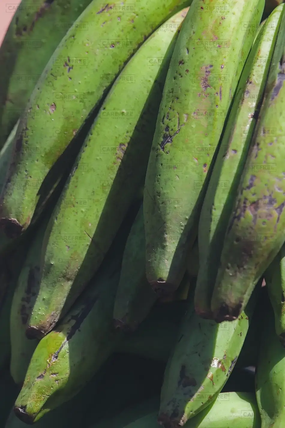 Fortaleza de San Felipe Verdant Banana Close-Up, Puerto Plata, Dominican Republic · Caribbean