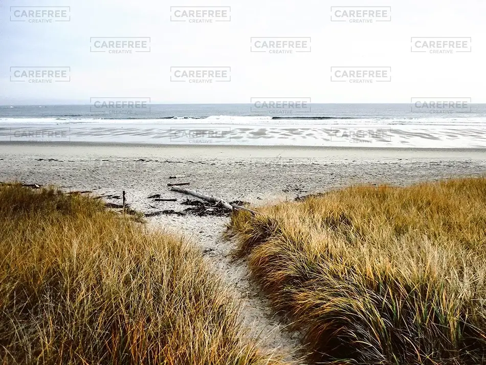 Fortunes Rocks Beach Dune Grass, Biddeford, Maine · United States