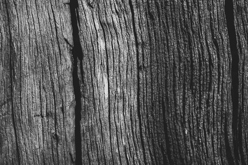 Francis Marion National Forest Weathered Tree Bark, Huger, South Carolina · United States