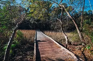 Francis Marion National Forest Wooden Boardwalk Through Marsh, Huger, South Carolina