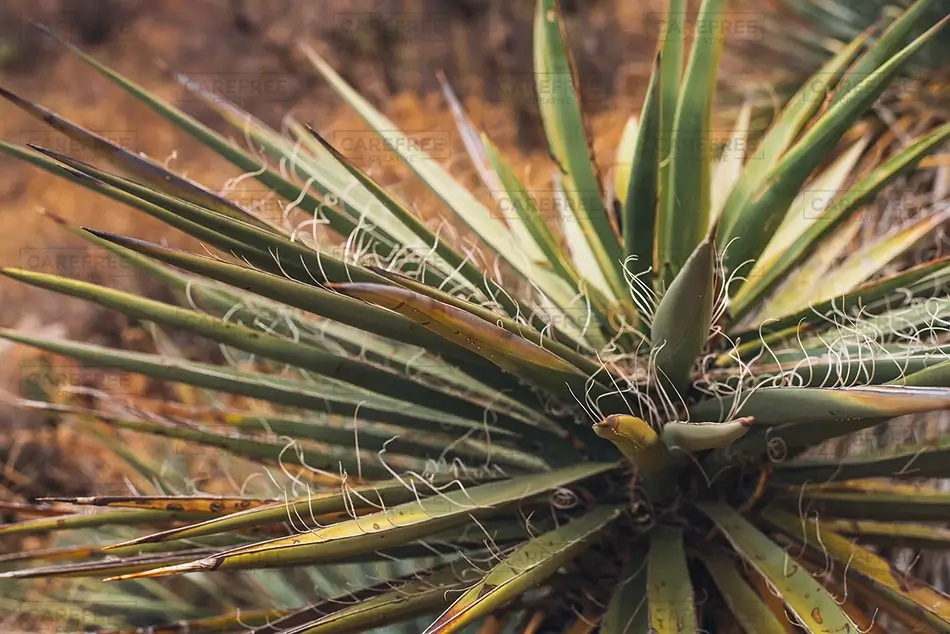 Franklin Mountains State Park Yucca Plant Closeup, El Paso, Texas · United States