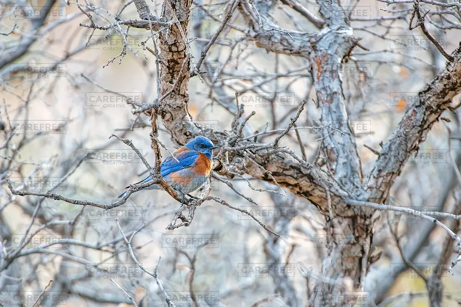 Franklin Mountains State Park Western Bluebird On Branch, El Paso, Texas · United States