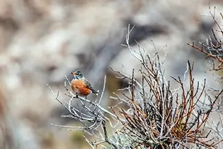 Franklin Mountains State Park American Robin Perched, El Paso, Texas